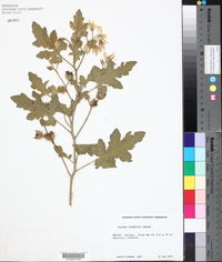 Solanum johnstonii image