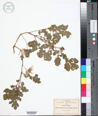 Solanum macroscolum image