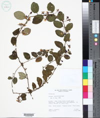Solanum brevifolium image