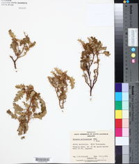Solanum petrophilum image