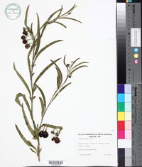 Solanum simile image