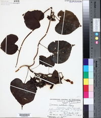 Image of Ipomoea batatoides