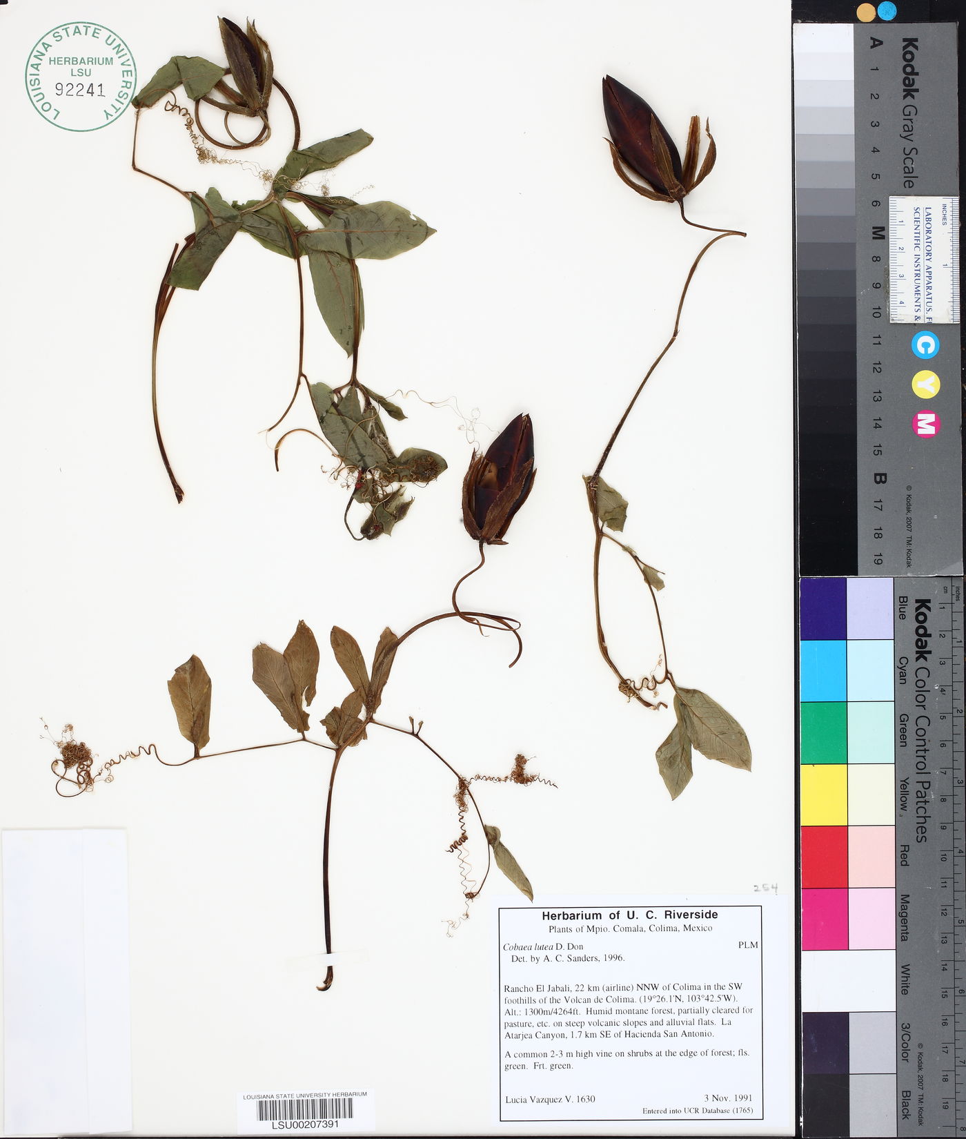 Cobaea lutea image