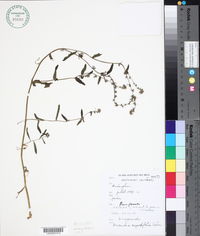 Image of Amsinckia angustifolia