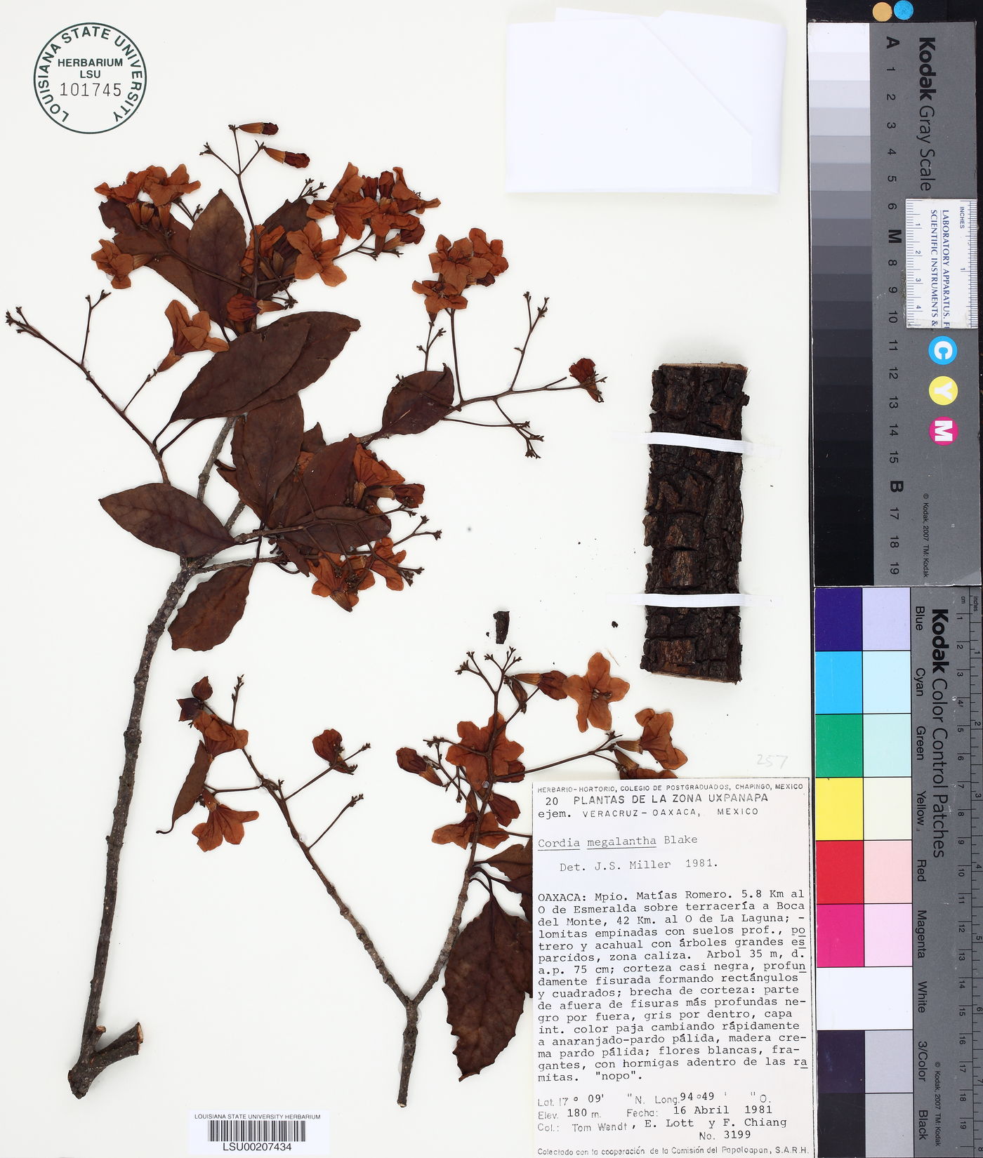 Cordia megalantha image