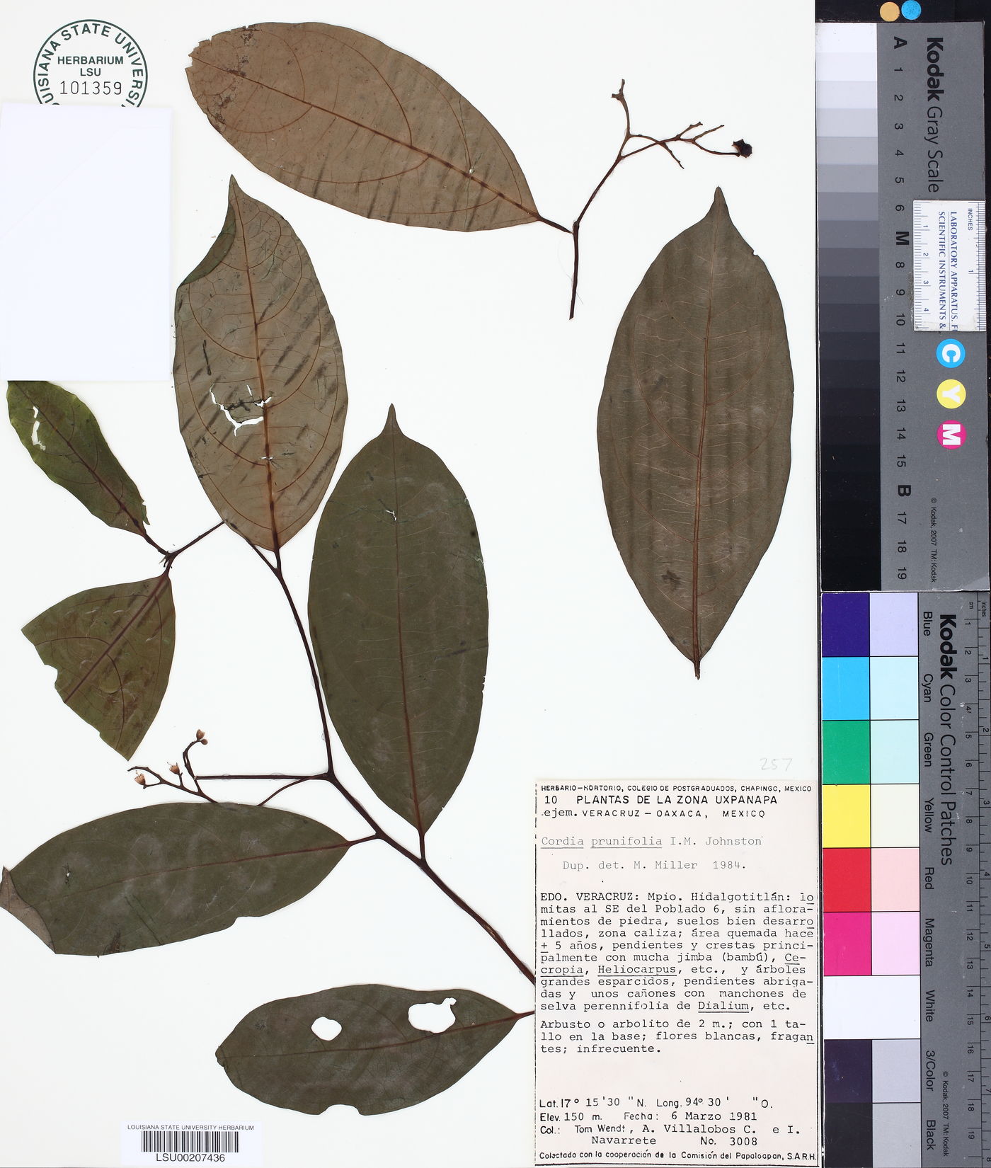 Cordia prunifolia image