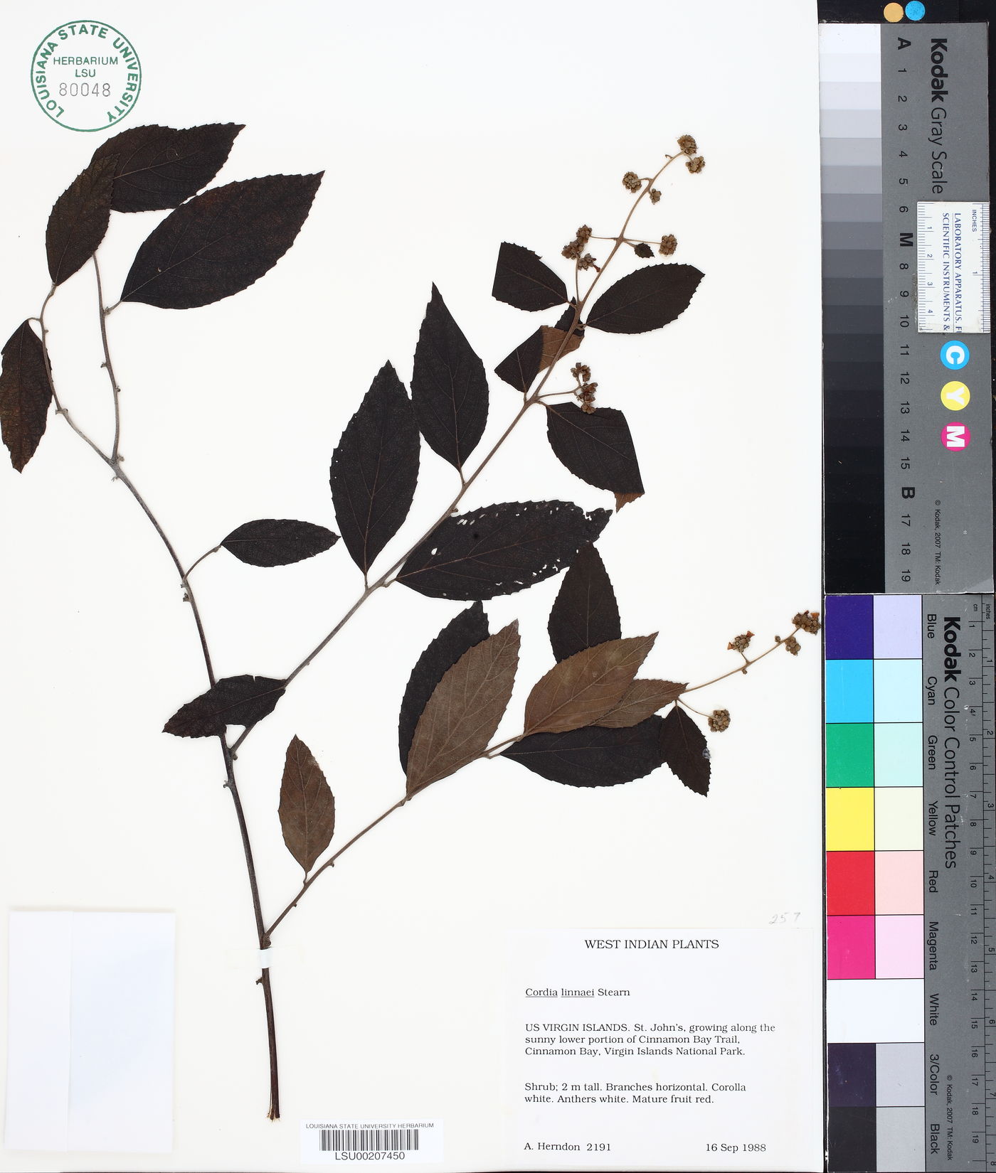 Cordia linnaei image