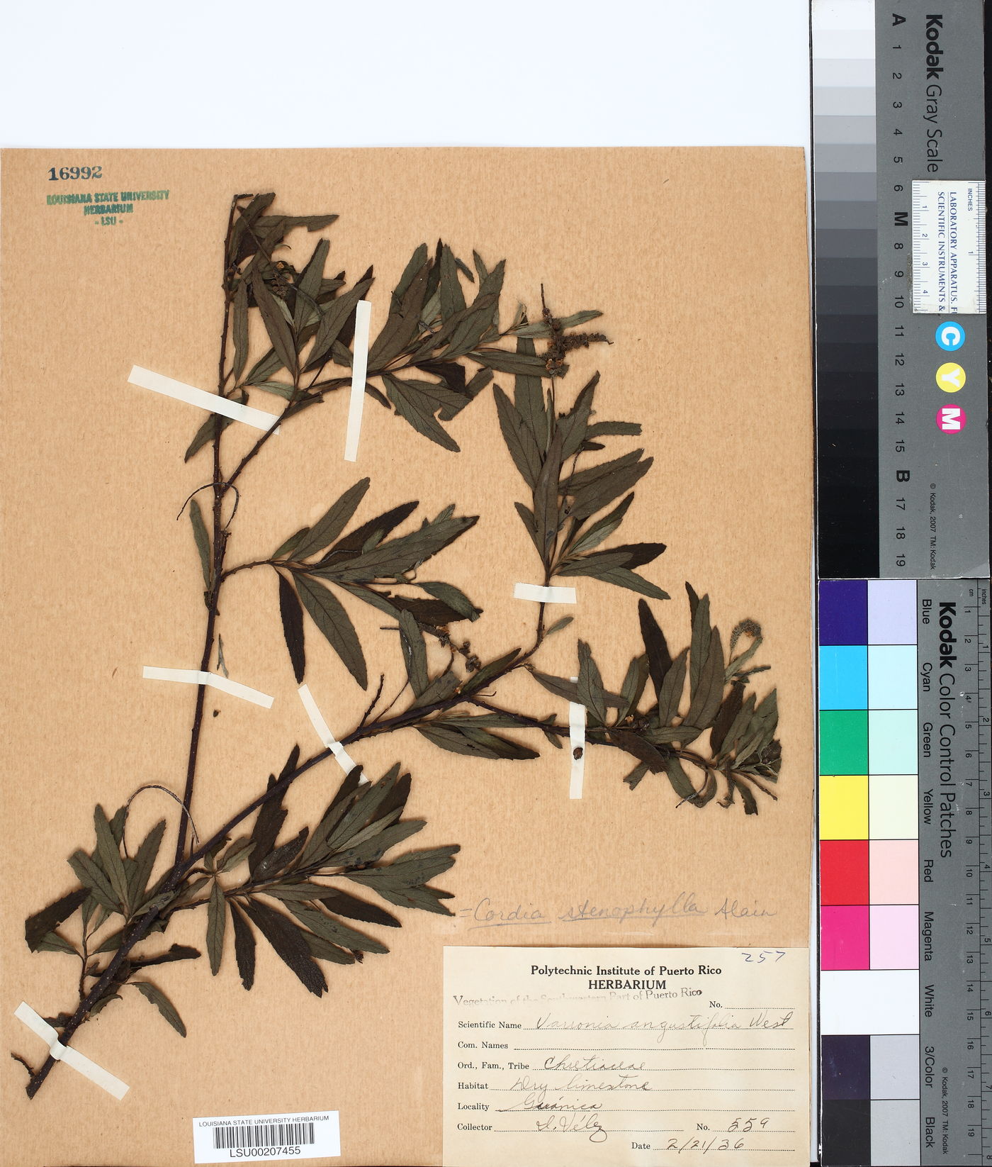 Cordia stenophylla image