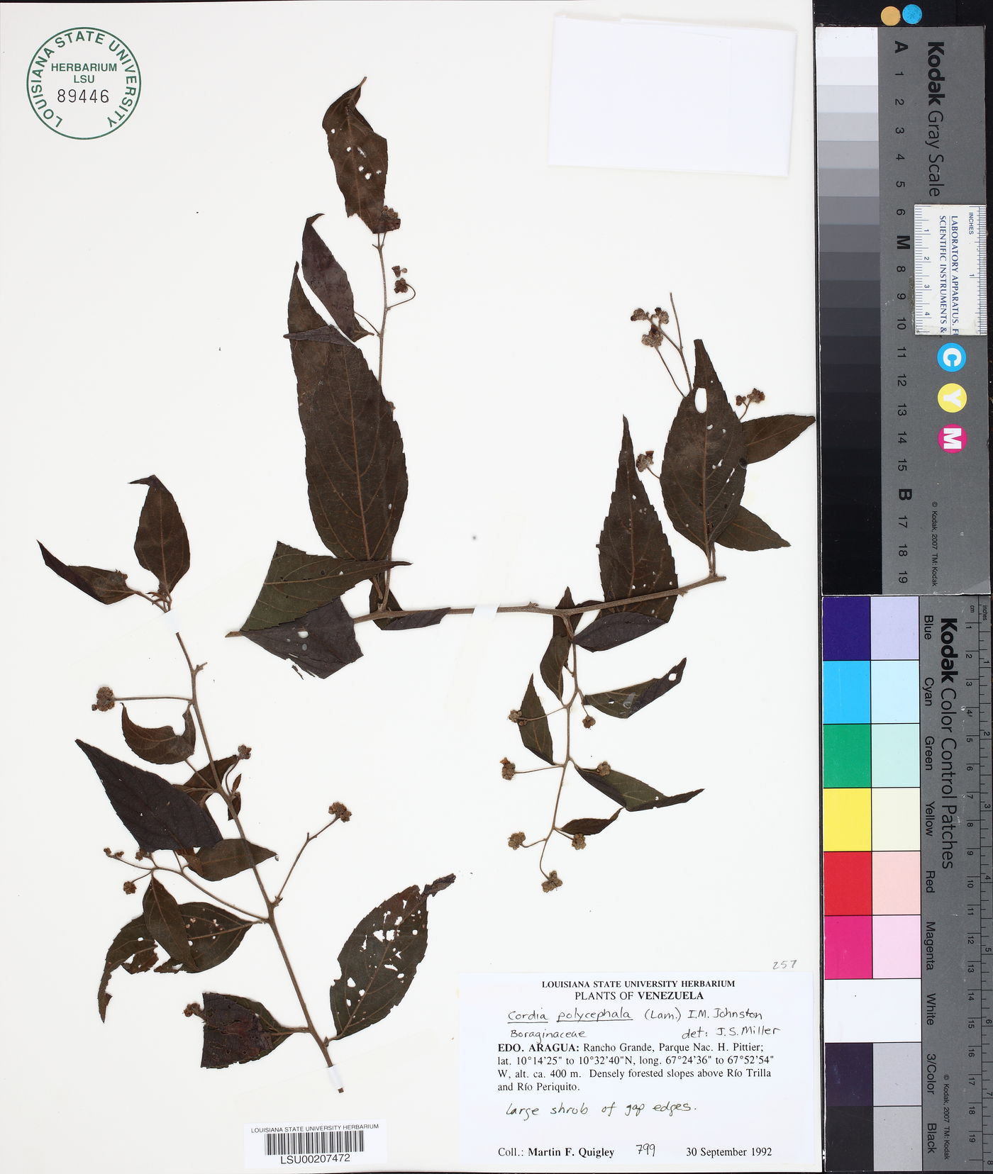 Cordia polycephala image
