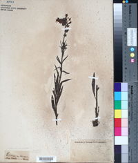 Echium maculatum image