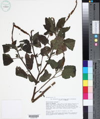 Heliotropium indicum image