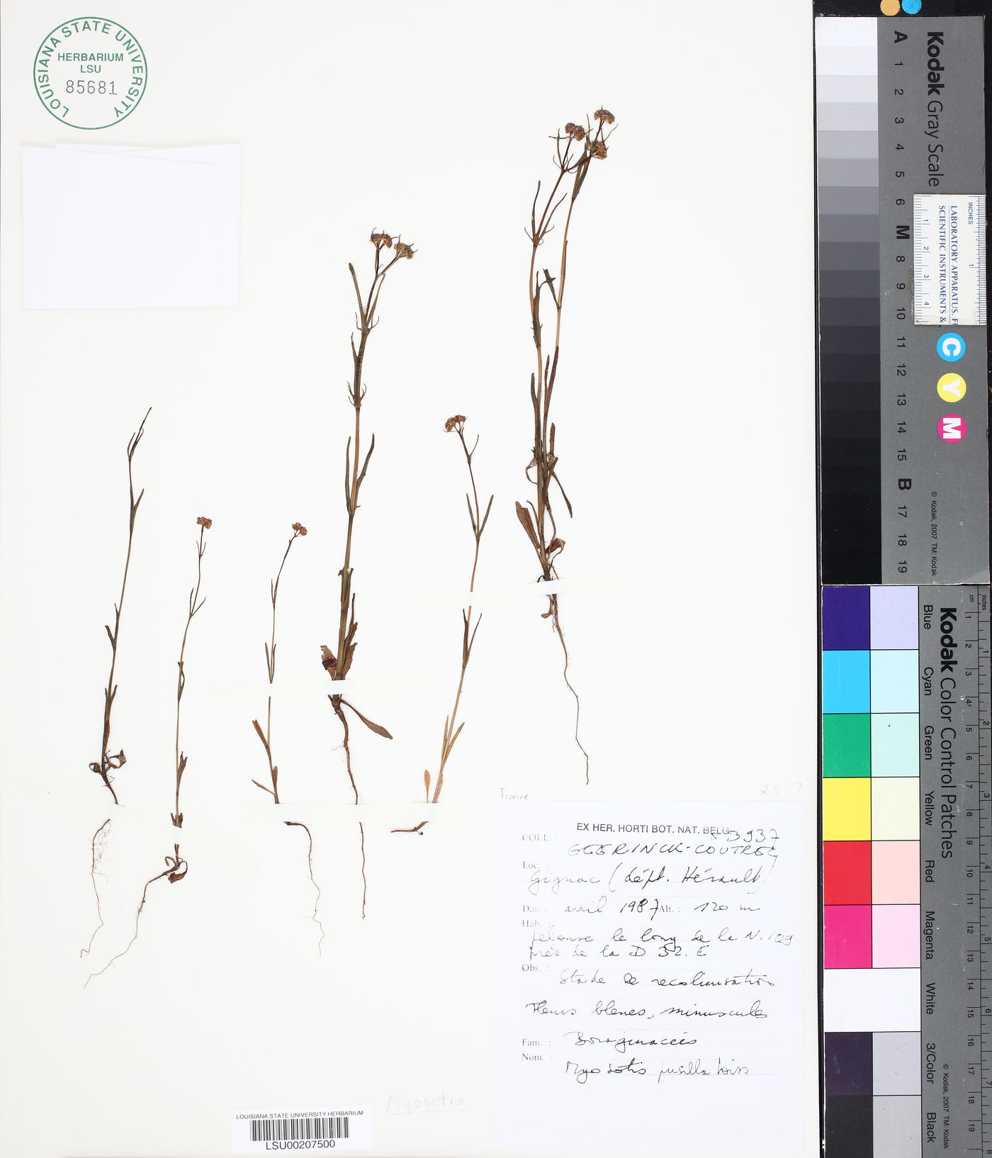 Myosotis pusilla image