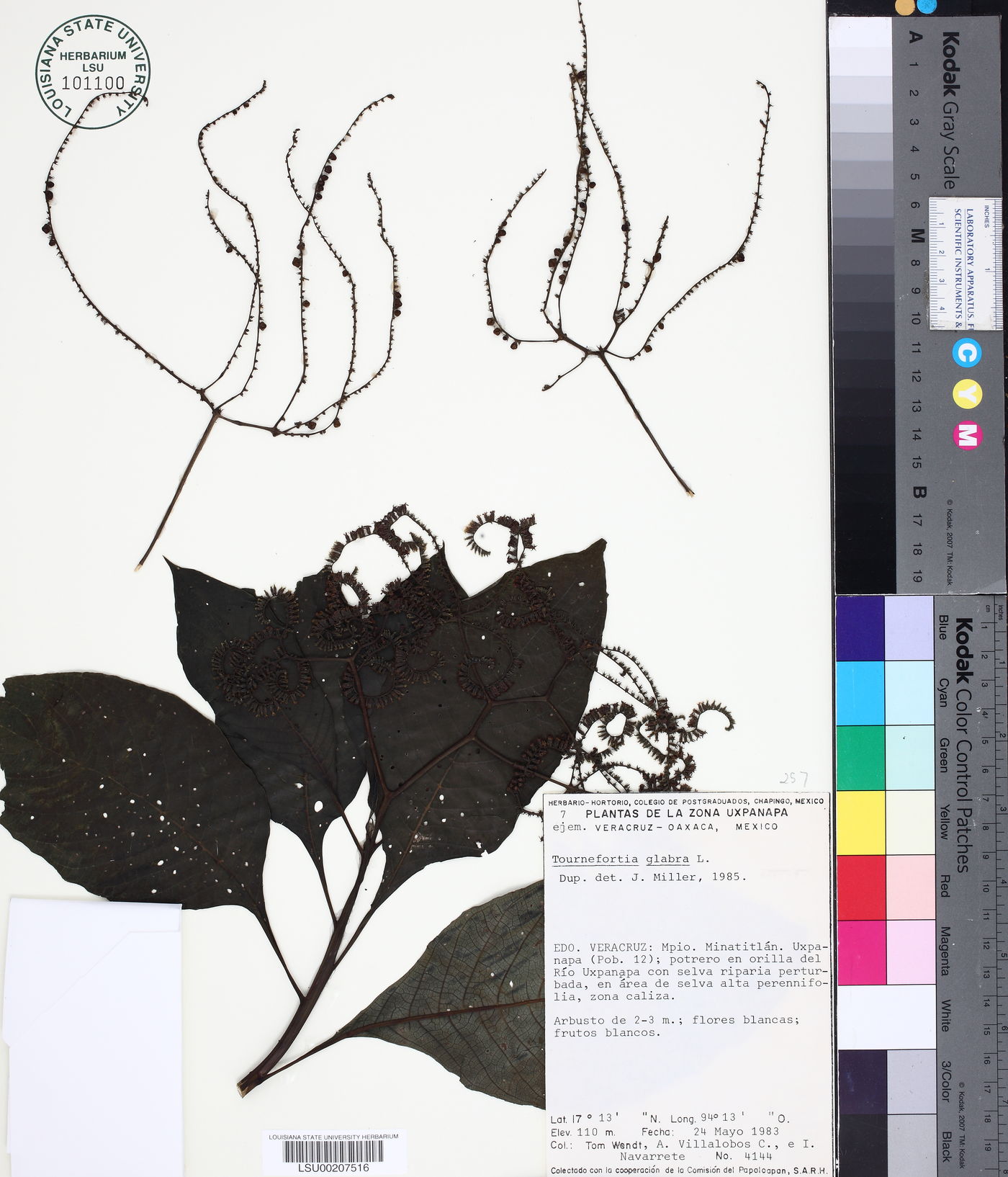 Tournefortia glabra image