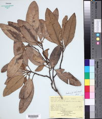 Image of Avicennia bicolor