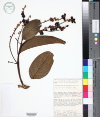 Citharexylum affine image