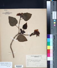 Clerodendrum philippinum image