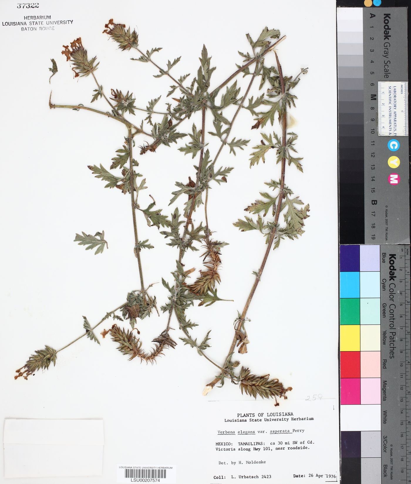 Glandularia elegans var. asperata image