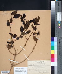 Lantana urticifolia image