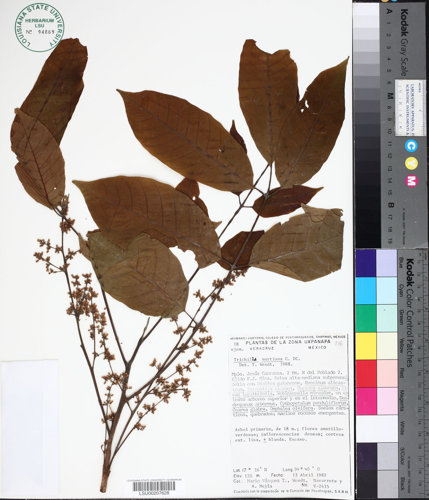 Trichilia martiana image