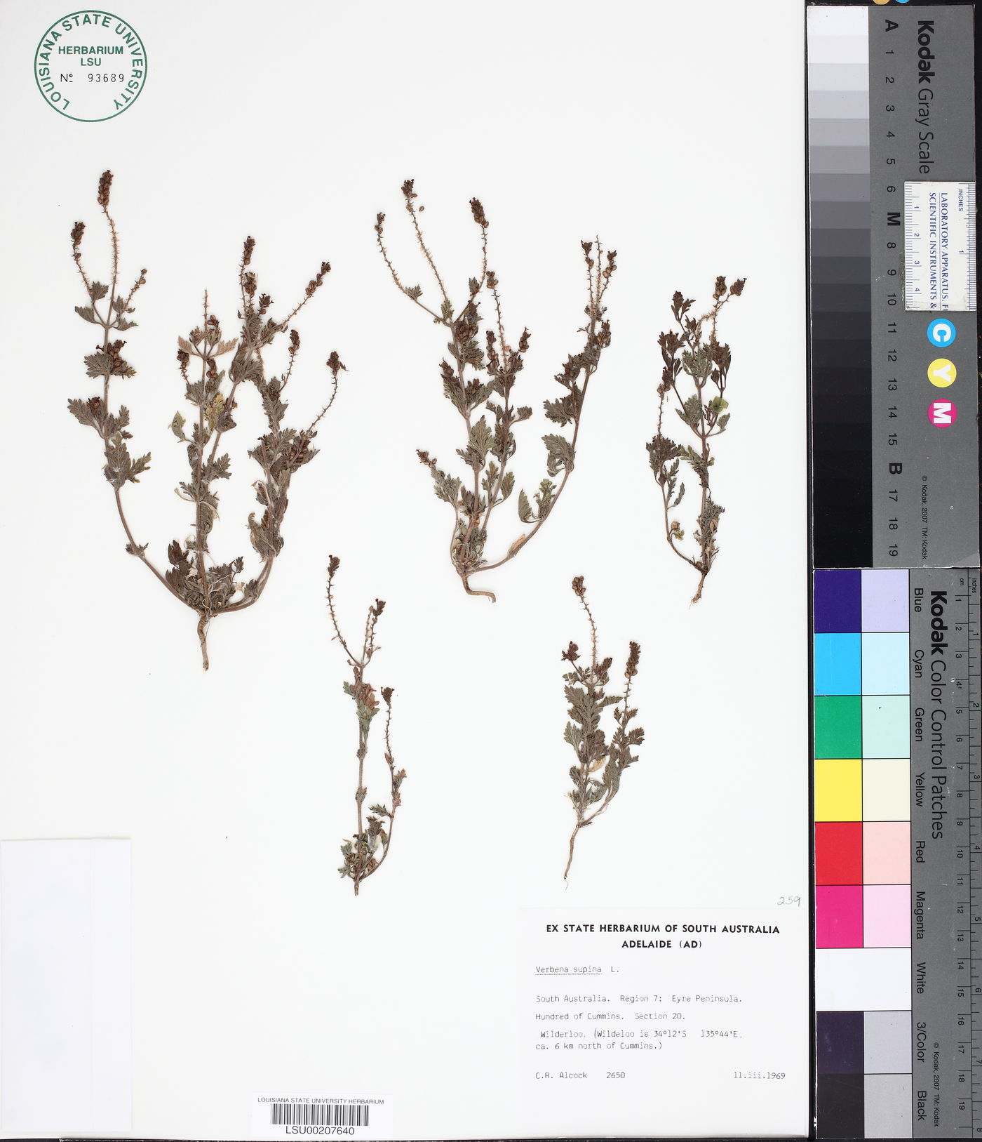 Verbena supina image