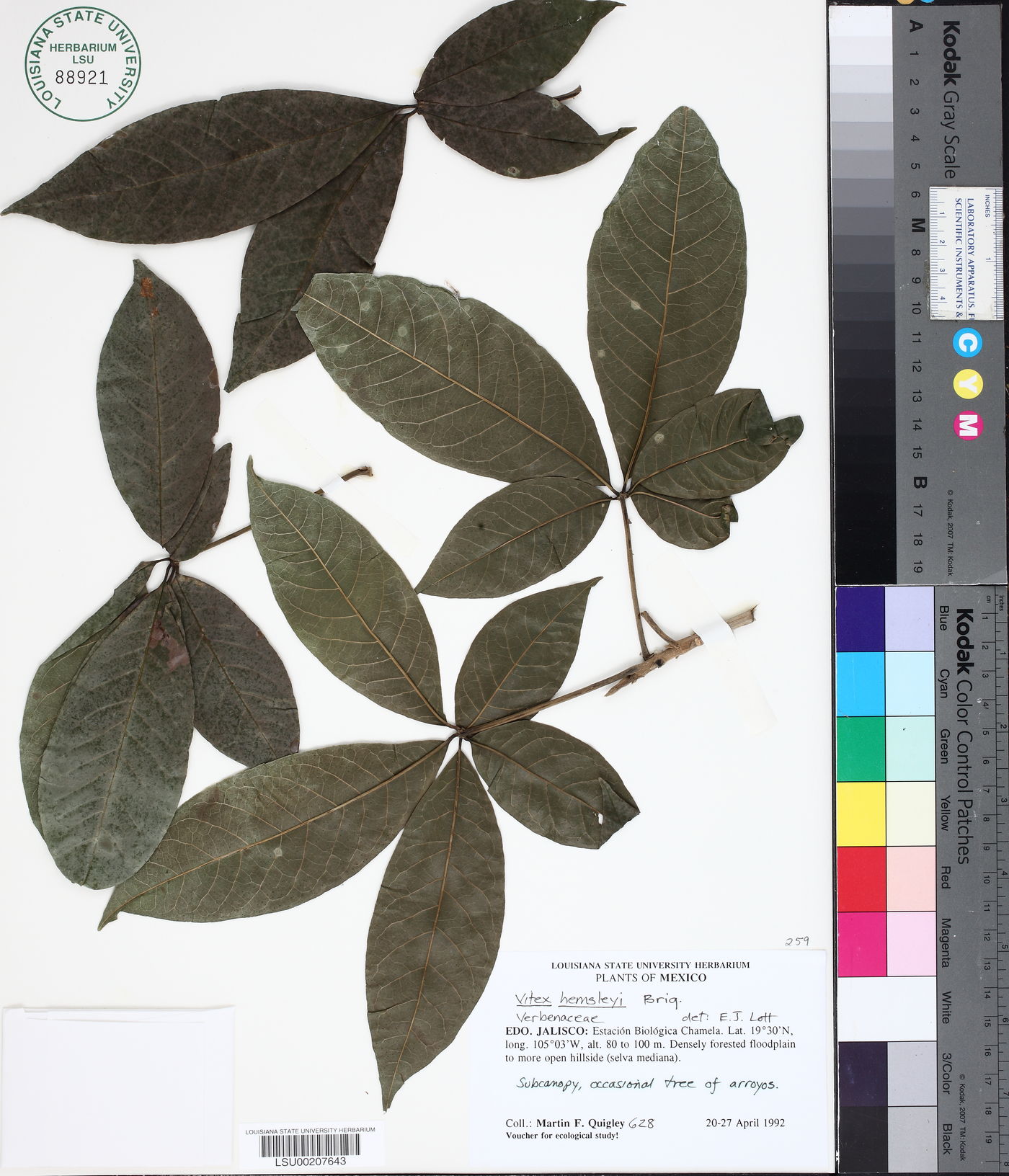 Vitex hemsleyi image