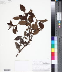 Hyptis obtusiflora image