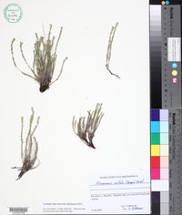 Image of Micromeria cristata