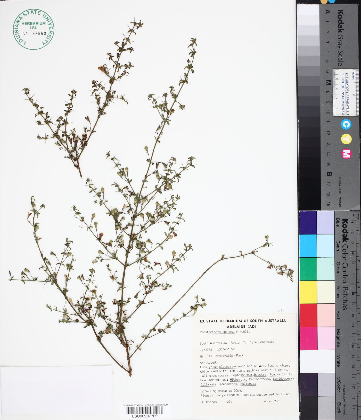 Prostanthera spinosa image