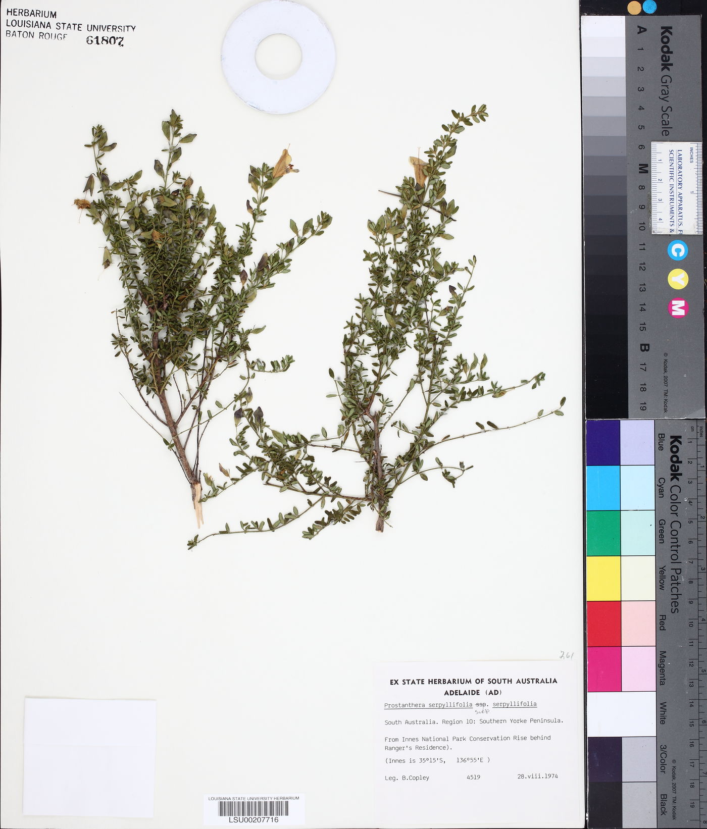 Prostanthera serpyllifolia subsp. serpyllifolia image