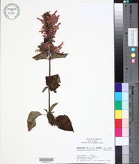 Salvia littae image