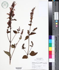 Salvia littae image