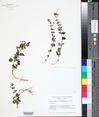 Scutellaria pseudocoerulea image