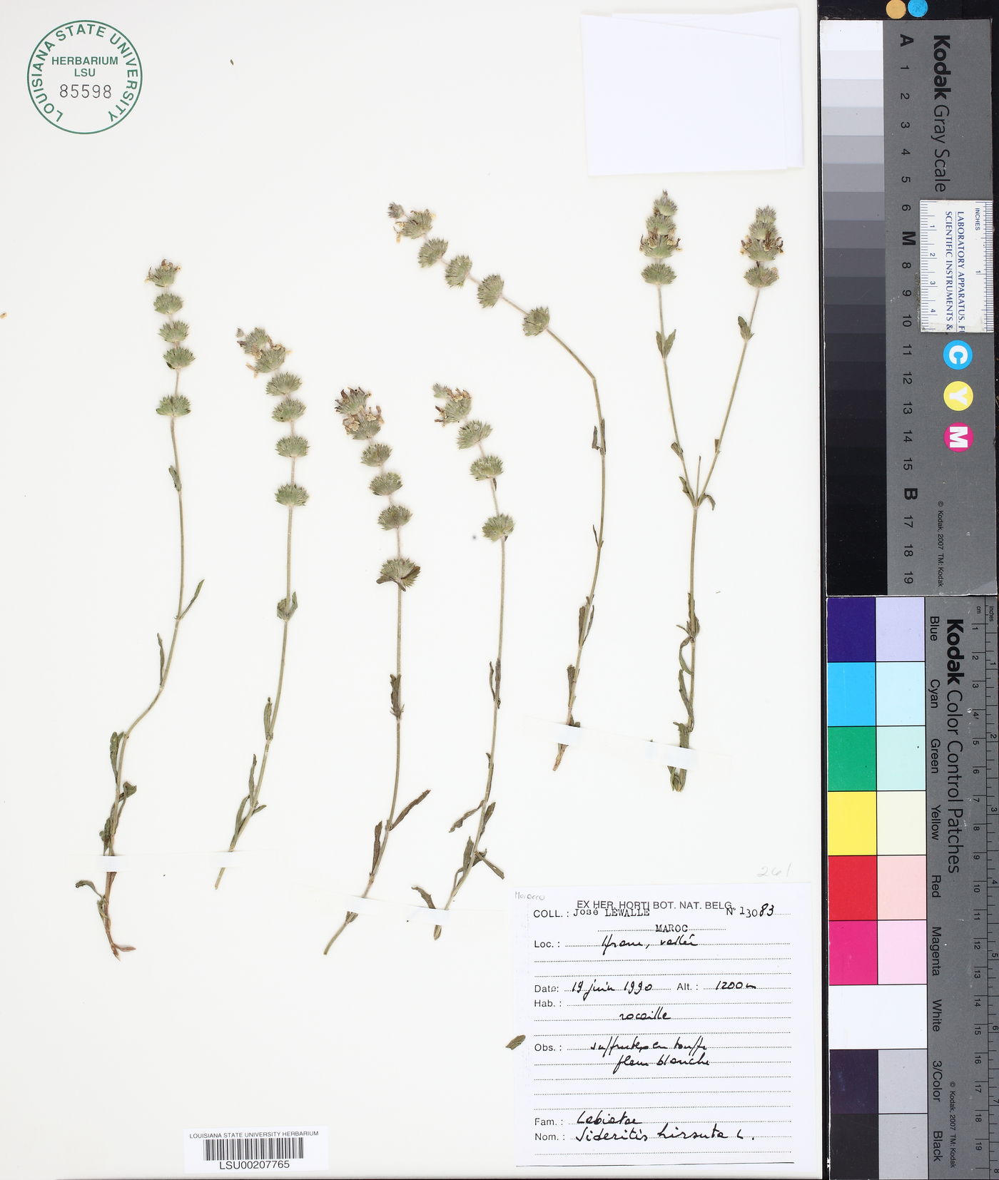 Sideritis hirsuta image
