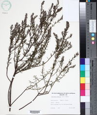 Image of Westringia eremicola