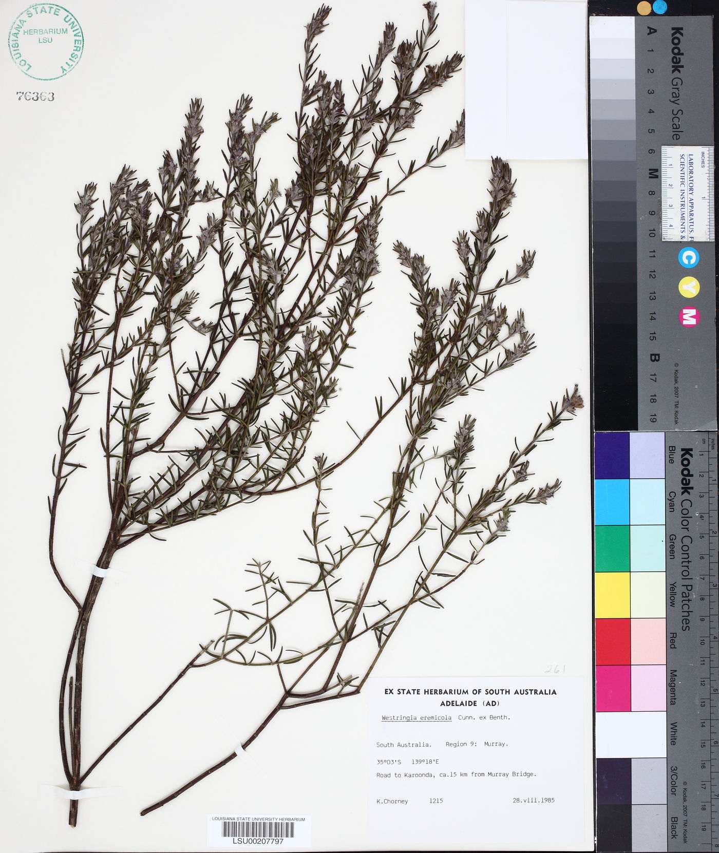 Westringia eremicola image