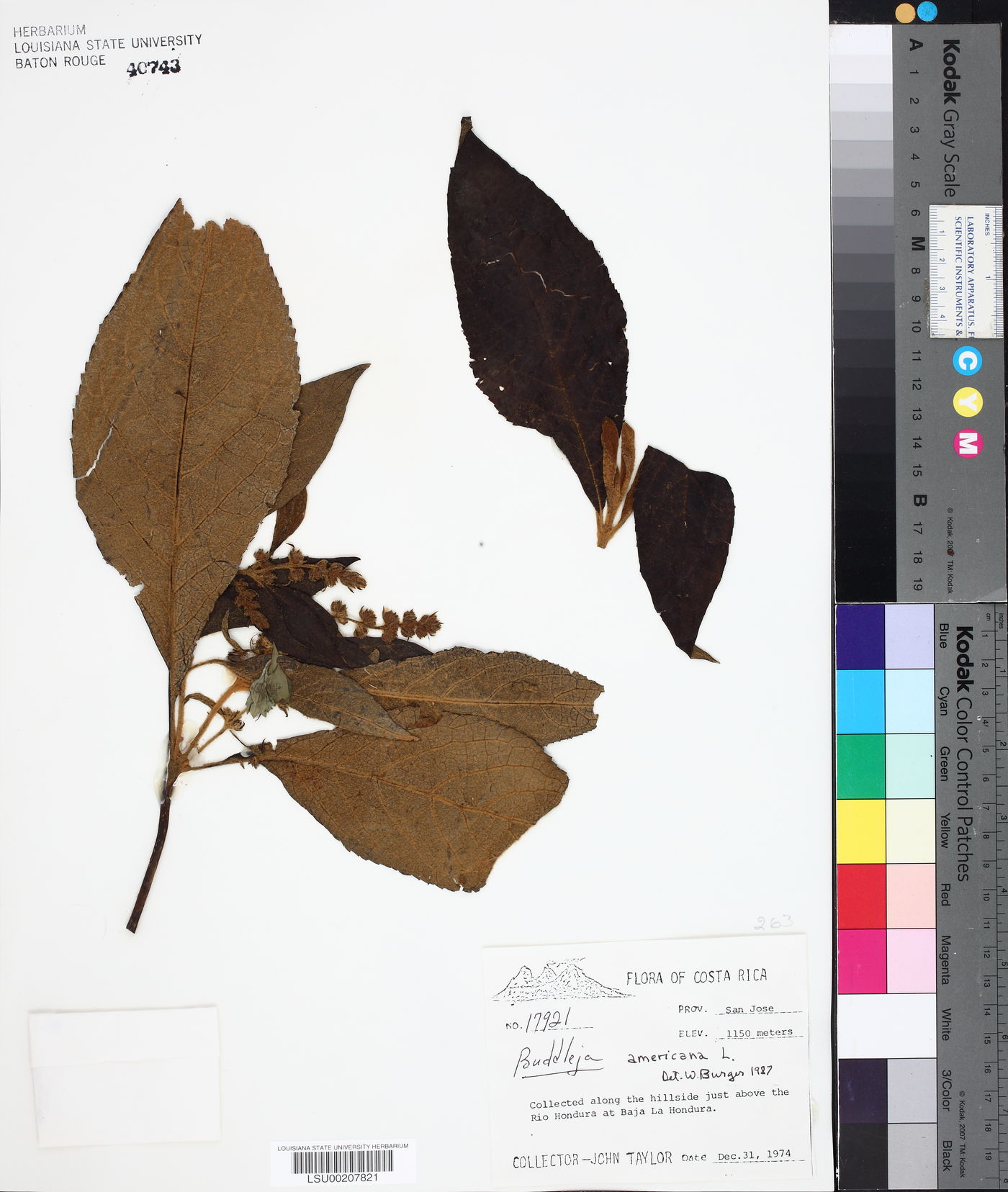 Buddleja americana image