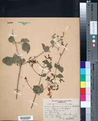 Jasminum pubescens image