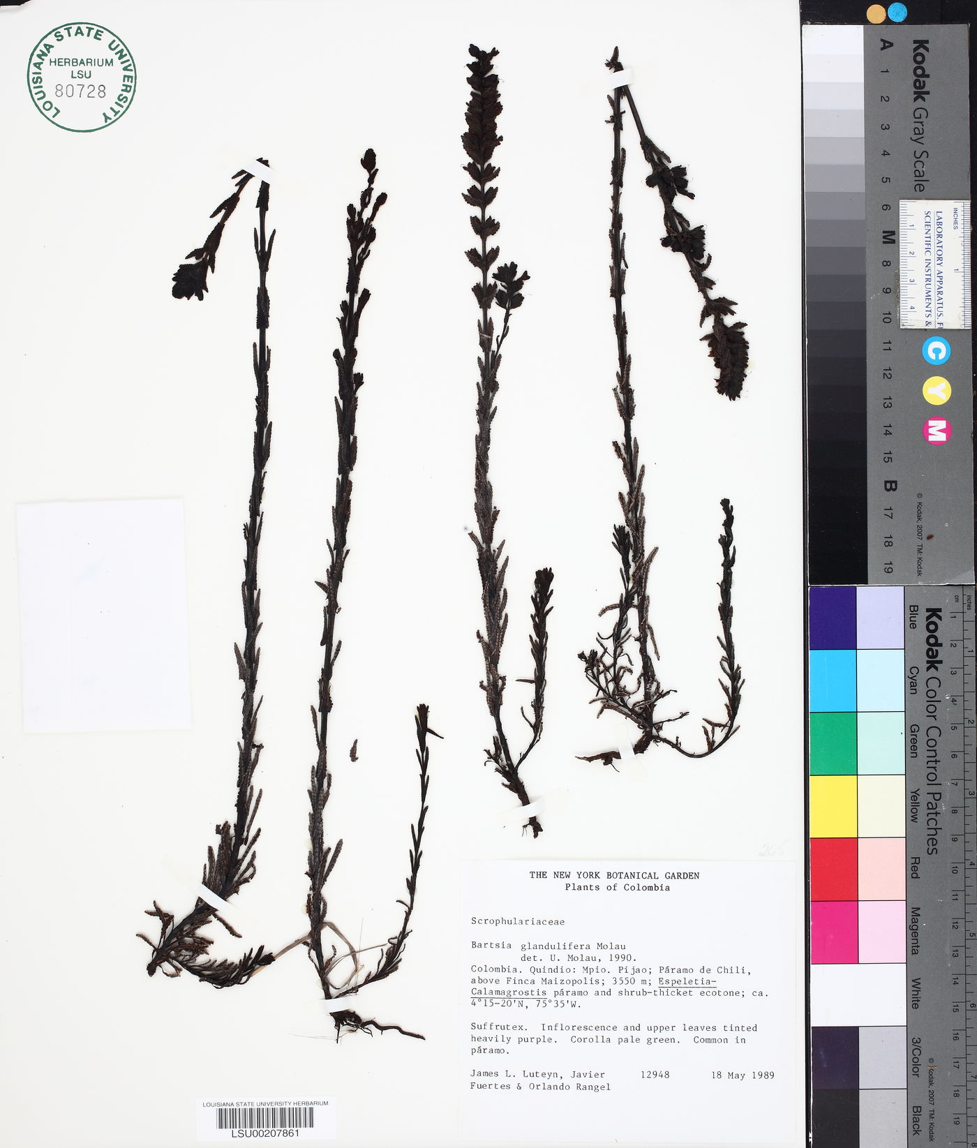Neobartsia glandulifera image