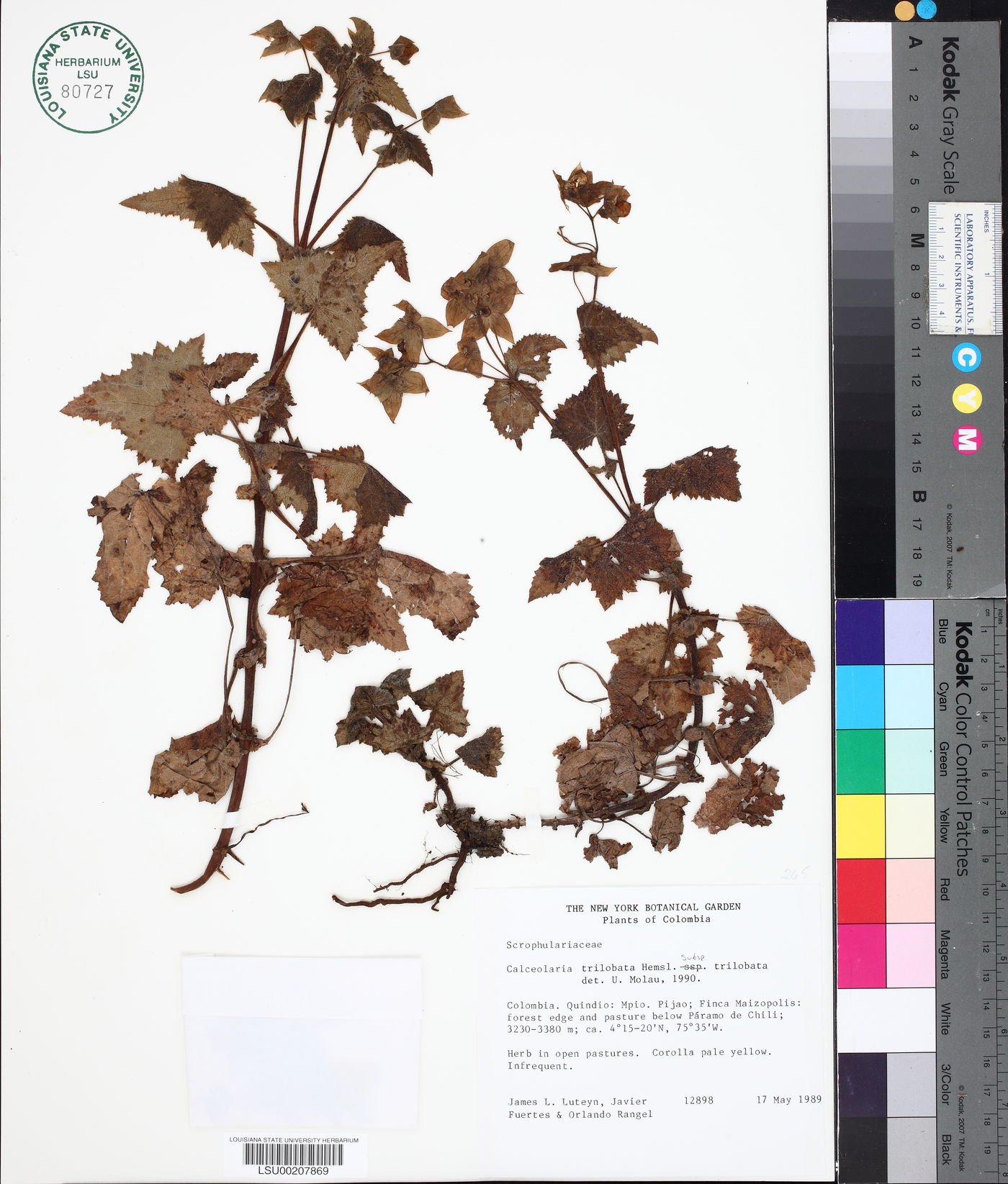 Calceolaria trilobata subsp. trilobata image