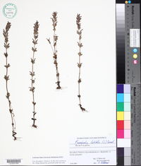 Parentucellia latifolia image
