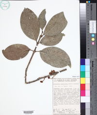 Schlegelia parviflora image
