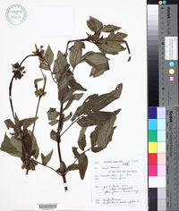 Image of Scrophularia sambucifolia