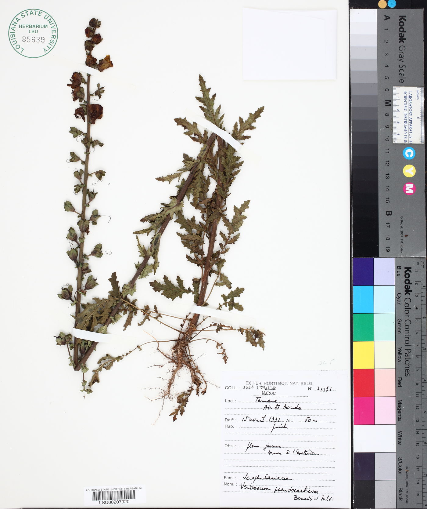 Verbascum pseudocreticum image