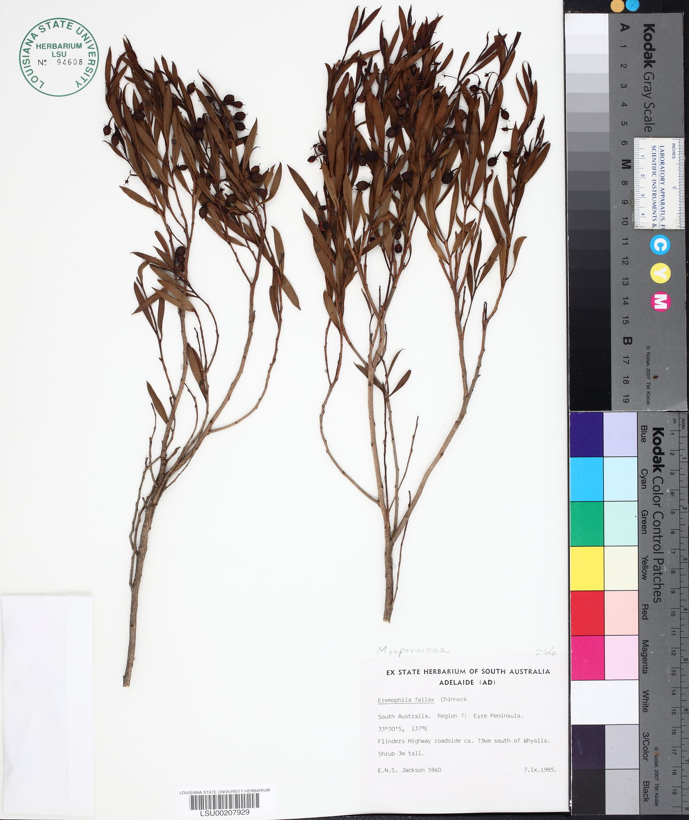 Eremophila fallax image