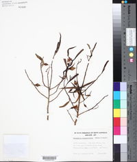 Image of Eremophila bignoniflora