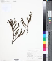 Image of Eremophila exilifolia