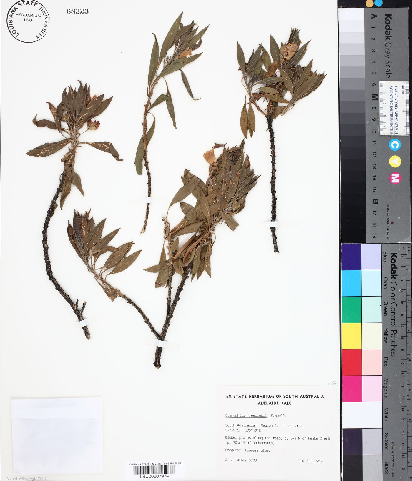 Eremophila freelingii image