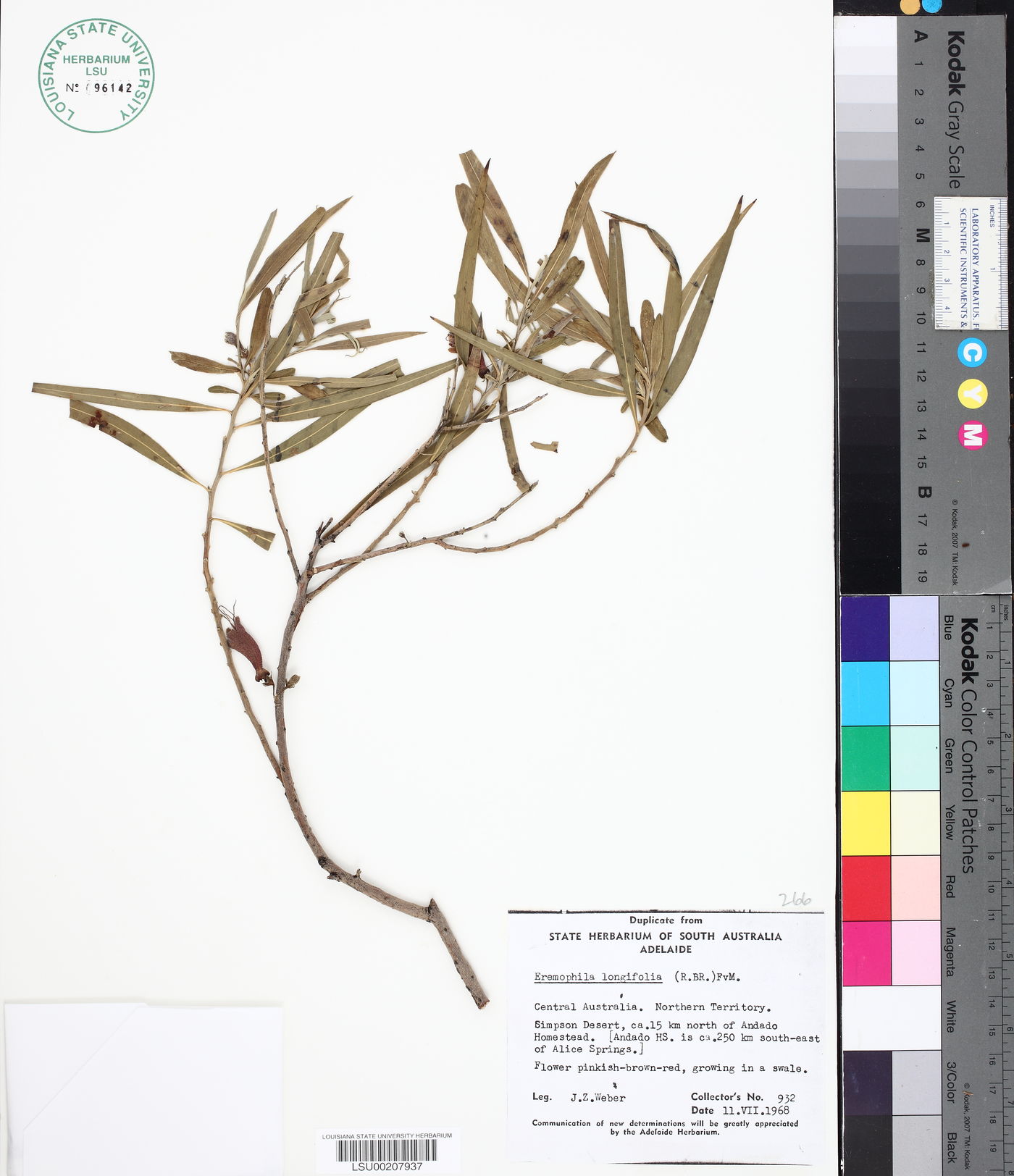 Eremophila longifolia image