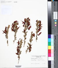 Eremophila maculata image