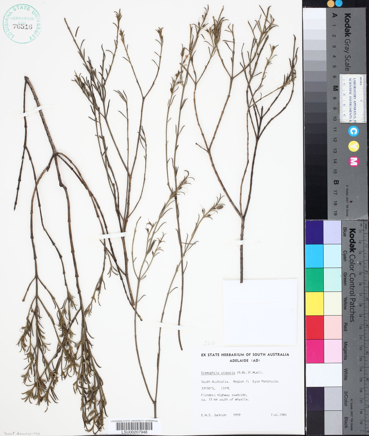 Eremophila scoparia image
